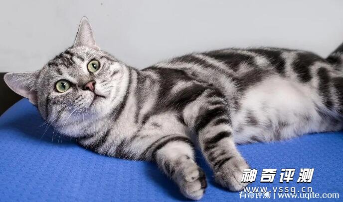 宠物猫的品种及价格图片大全 2022年猫咪市场参考价