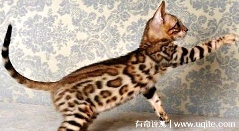 孟加拉豹猫市场价多少 10000元到20000元