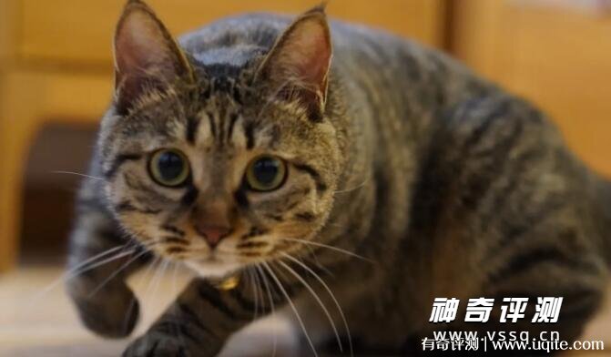 狸花猫多少钱一只 价格很贵