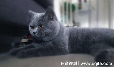 英短蓝猫多少钱一只幼崽 一般1000元到6000元