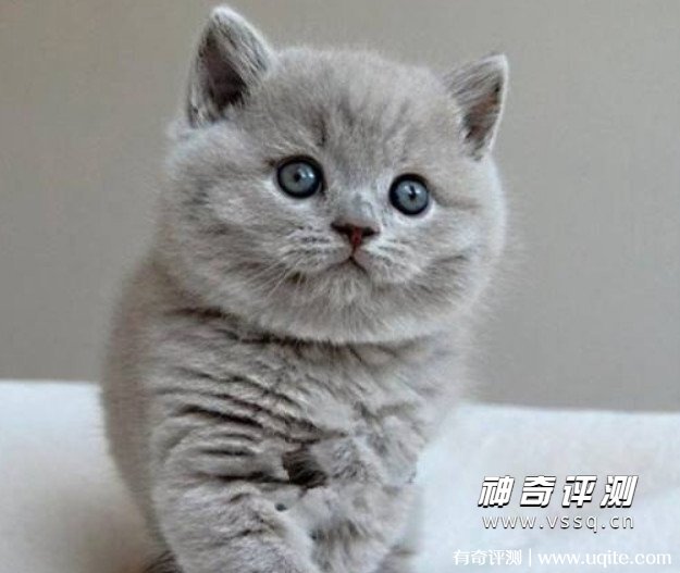 英短蓝猫多少钱一只幼崽 一般1000元到6000元