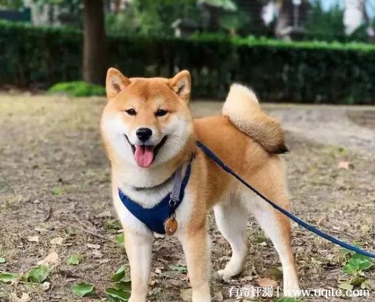 柴犬价格多少钱一只幼犬 1000元到1万元左右