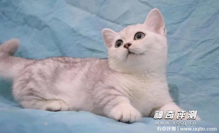 纯种银渐层猫一般市场价多少 一般在3000元左右