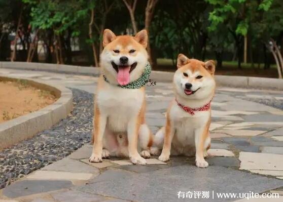 纯种柴犬价格多少钱一只幼犬 最新价格在3000元左右