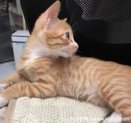橘猫是什么品种 橘色的猫都可以叫橘猫