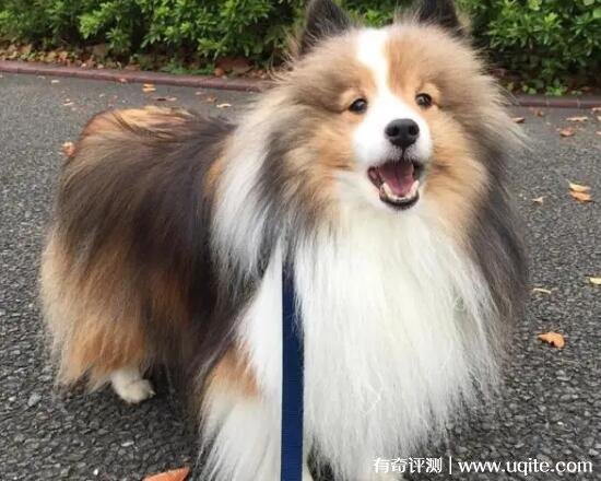 纯种喜乐蒂牧羊犬价格多少钱 最低2000元