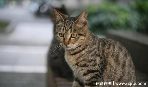 中华田园猫品种大全及图片 盘点5种最常见的猫咪