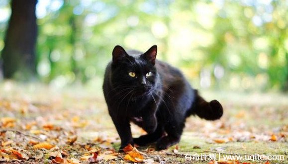 中华田园猫品种大全及图片 盘点5种最常见的猫咪