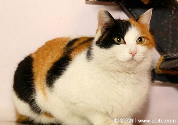中华田园猫品种大全及图片 盘点5种最常见的猫咪