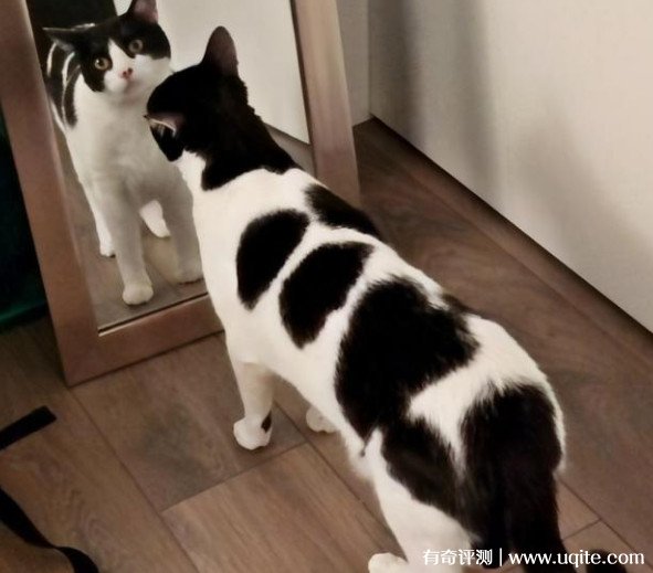 中华田园猫品种大全及图片 盘点5种最常见的猫咪