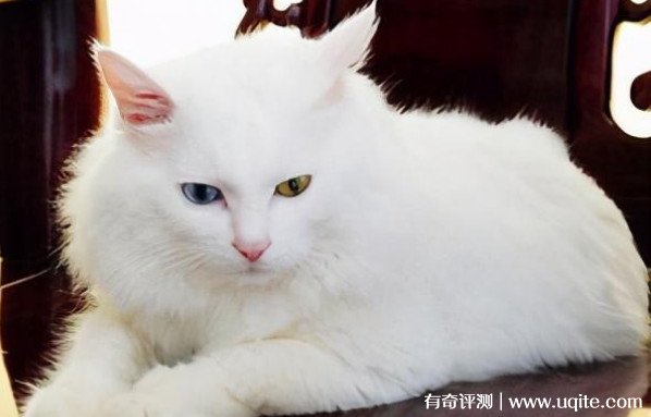 中华田园猫品种大全及图片 盘点5种最常见的猫咪