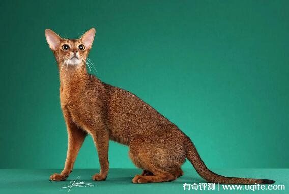 纯种阿比西尼亚猫多少钱 最低6000元