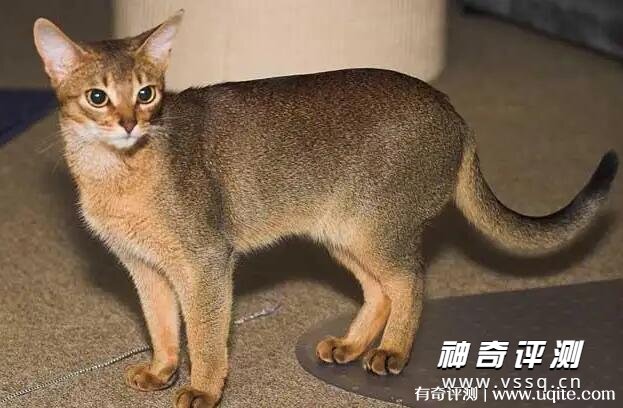 纯种阿比西尼亚猫多少钱 最低6000元