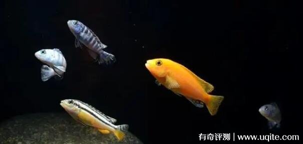 三大流氓鱼观赏鱼 杂鲷/十间鱼/玉面皇冠(鱼中三贱客)