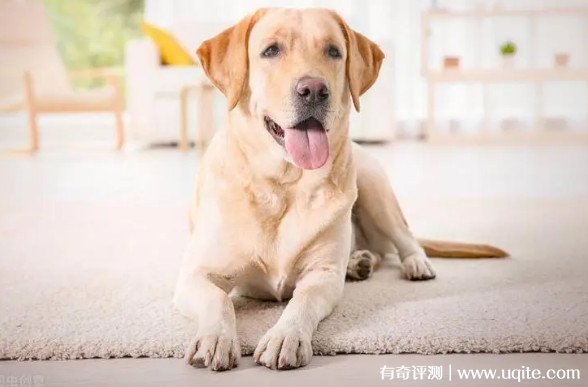 纯种拉布拉多幼犬价格多少钱一只 2000左右一只