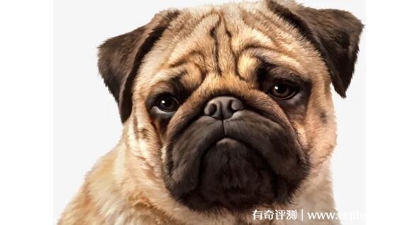 纯种沙皮狗多少钱一只 2500元左右