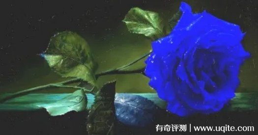 蓝玫瑰花语和寓意 代表清纯的爱与唯一