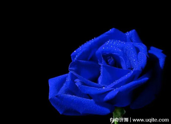 蓝玫瑰花语和寓意 代表清纯的爱与唯一