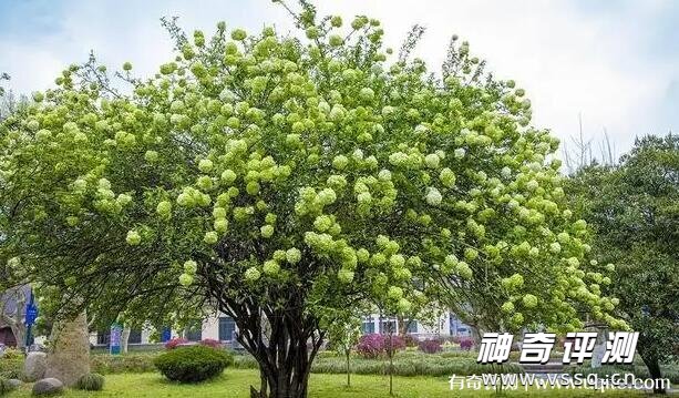 中华木绣球的养殖方法和注意事项