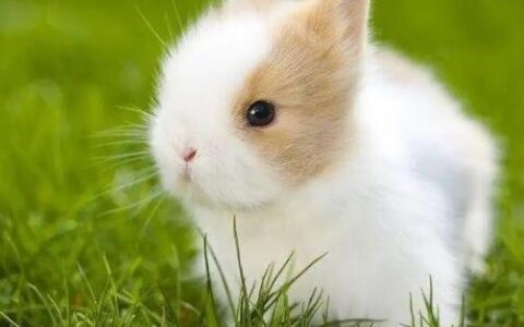 纯种荷兰侏儒兔多少钱一只?