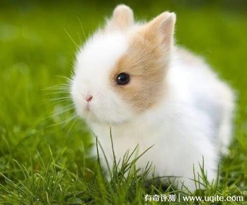 纯种荷兰侏儒兔多少钱一只?