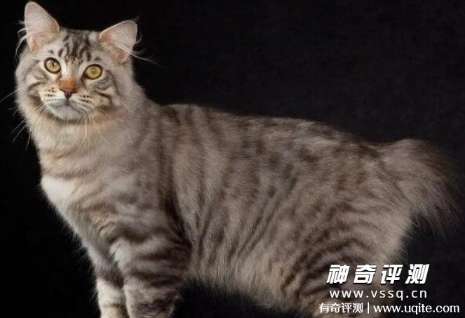 短尾猫多少钱一只（图片）