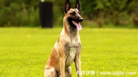 马犬价格多少钱一只幼犬 1200元到4500元左右