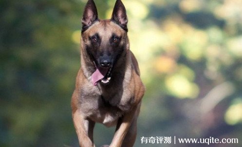 马犬价格多少钱一只幼犬 1200元到4500元左右