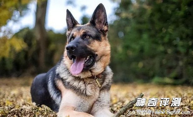 狗狗品种大全及图片名字 5种超可爱的大型犬推荐