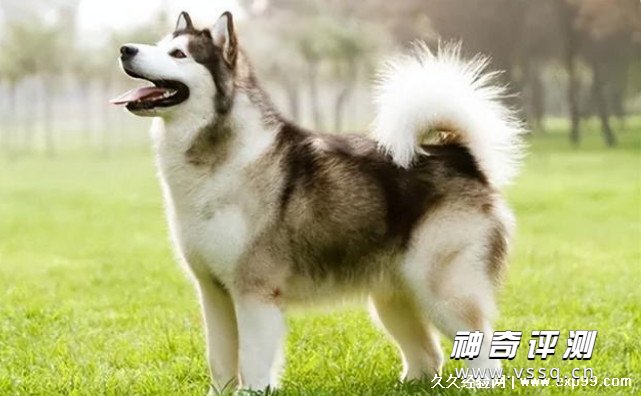 狗狗品种大全及图片名字 5种超可爱的大型犬推荐