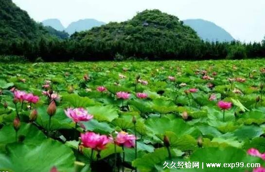 七八月份亲子游适合去哪旅游 5个景点推荐