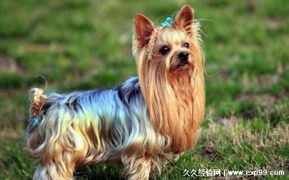 约克夏幼犬一般多少钱一只 宠物级1500-2500元