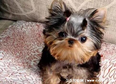 约克夏幼犬一般多少钱一只 宠物级1500-2500元