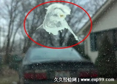 鸟屎掉身上有什么预兆怎么破解 是福兆