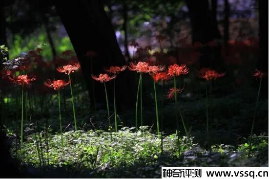 黑暗和绝望的花是什么 彼岸花/曼珠沙华
