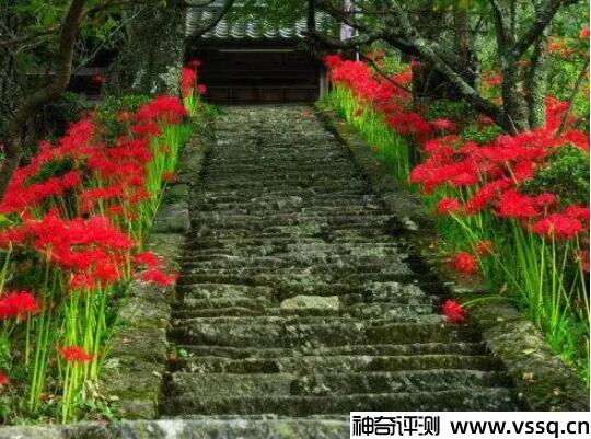 黑暗和绝望的花是什么 彼岸花/曼珠沙华