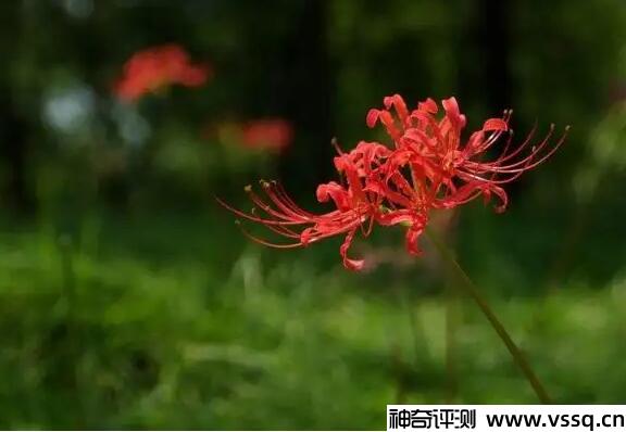 黑暗和绝望的花是什么 彼岸花/曼珠沙华