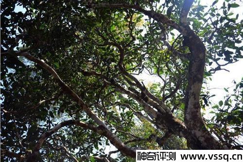十大最古老的普洱茶树排名 云南普洱茶十大名牌