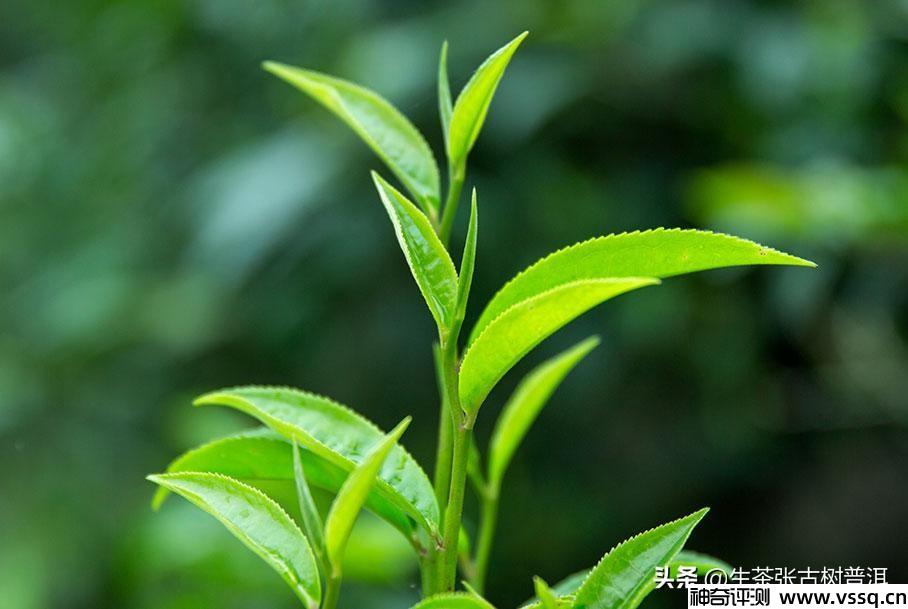 十大最古老的普洱茶树排名 云南普洱茶十大名牌