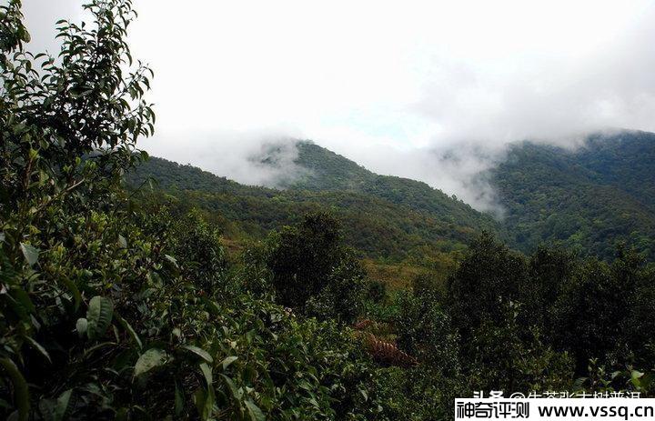 十大最古老的普洱茶树排名 云南普洱茶十大名牌