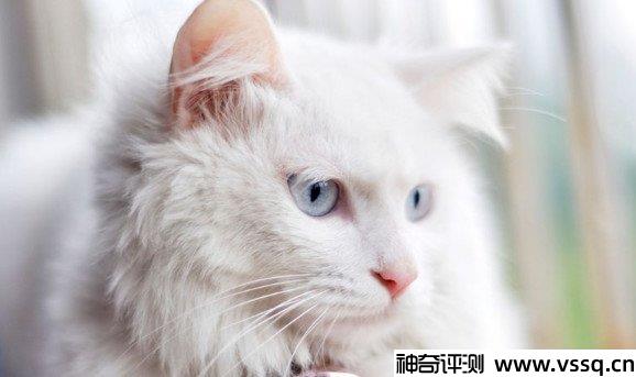 宠物店买一只猫多少钱？十种猫咪价格参考