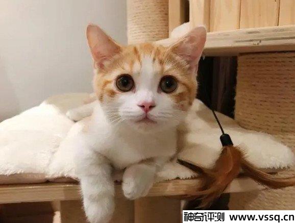 宠物店买一只猫多少钱？十种猫咪价格参考