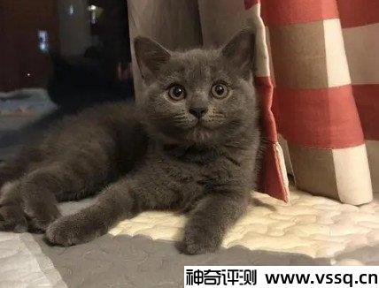 宠物店买一只猫多少钱？十种猫咪价格参考