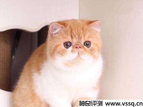 宠物店买一只猫多少钱？十种猫咪价格参考