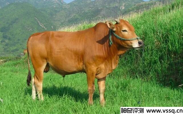 属牛今年多大了，最小的才1岁