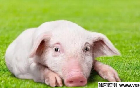 2022年属猪人的年龄介绍，最小的只有3岁