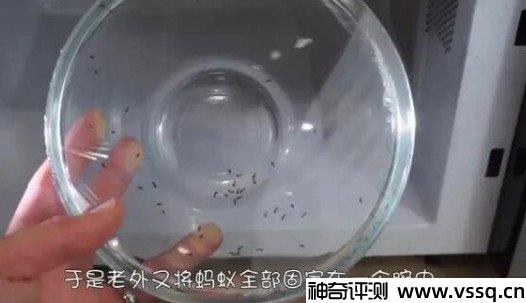 蚂蚁放进微波炉里加热会死吗？其实不会，因为体积太小了