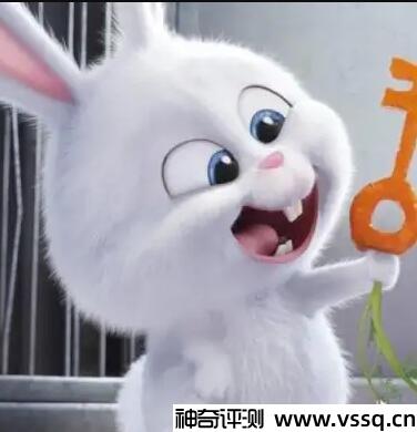 兔子头像暗示对方是很可爱的人，用兔子当头像是好运的象征