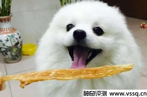 博美犬多少钱一只，纯种的价格最低1000元