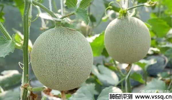 夕张王瓜价格是多少？曾买到15万元的天价甜瓜